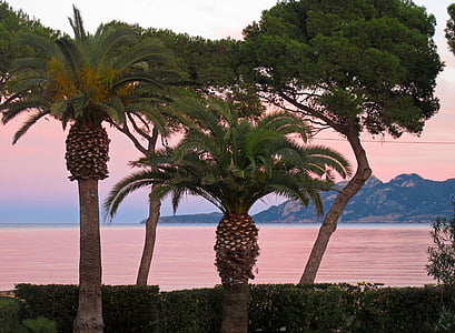 Mallorca, ayırtıldı, palmiye ağaçları, abendstimmung, Pollença