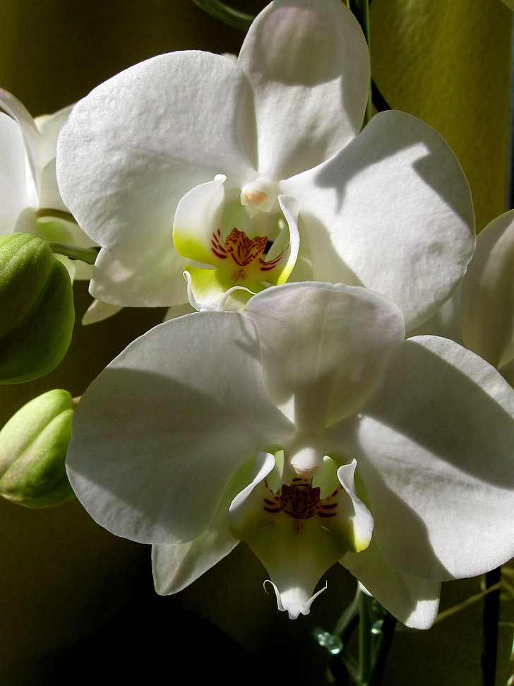 hvit blomst, kronbladene, Orchid