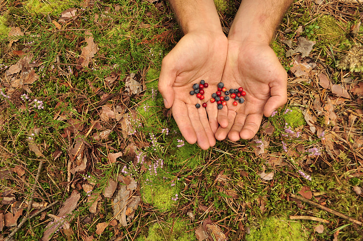 manos, naturaleza, Berry, verde, primavera, arándanos, Blueberry