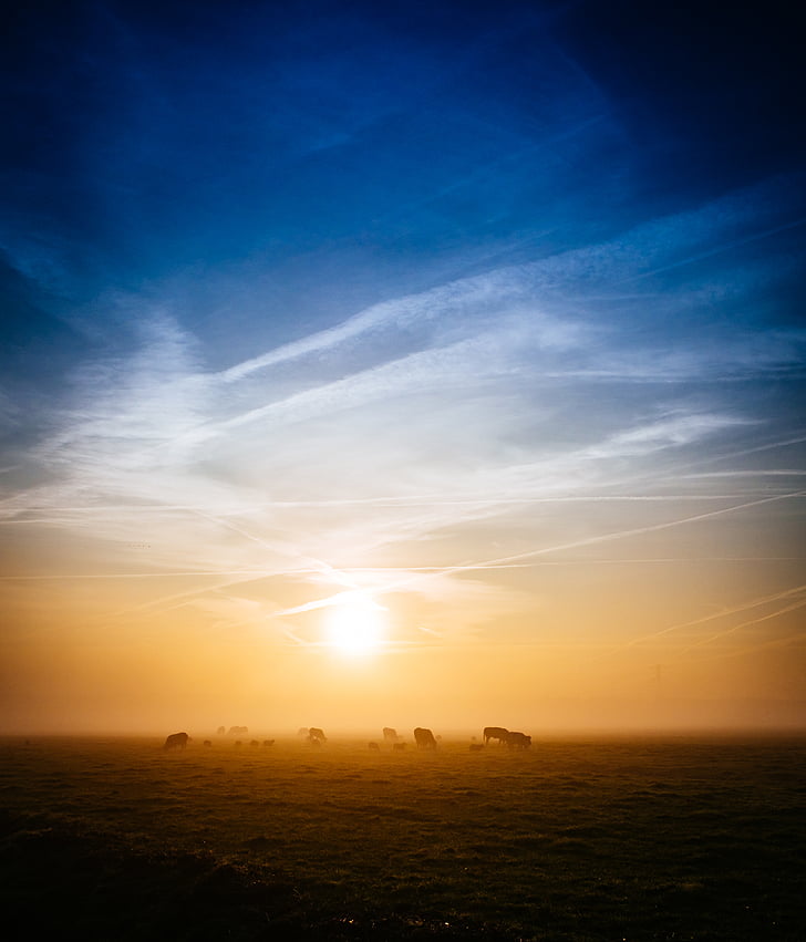 cows, meadow, sun, sunset, nature, sky, landscape