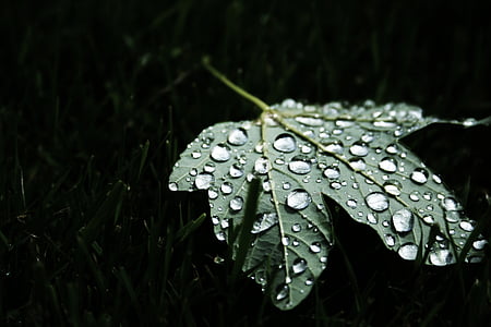dew, drops of water, grass, leaf, rain