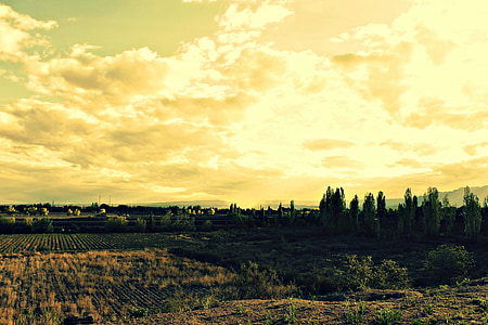 Landschaft, Mendoza, Bäume, Berg, Himmel, gelb, Natur