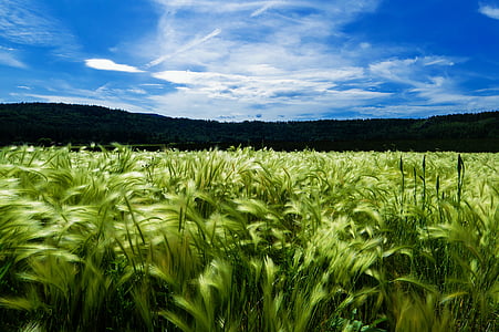 lauksaimniecība, zilas debesis, kukurūzas laukā, labības lauku, daba