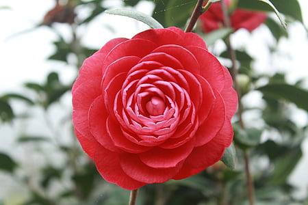 Camellia, bloem, Phoenix bergen, natuur, plant, roos - bloem, rood
