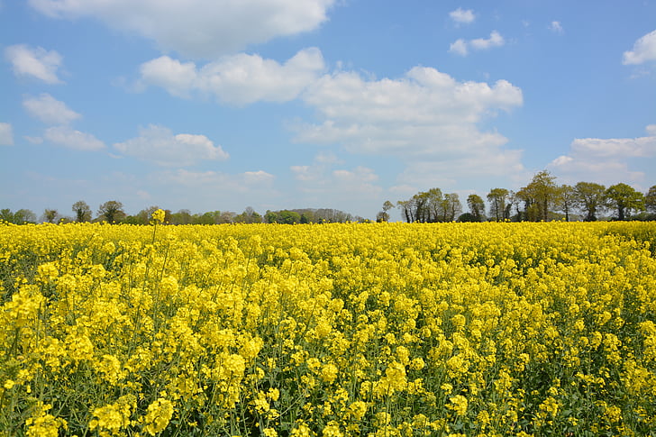 yellow flowers, rapeseed, sky, blue, yellow, nature