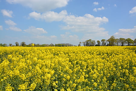 bunga kuning, Brassica napus, langit, biru, kuning, alam