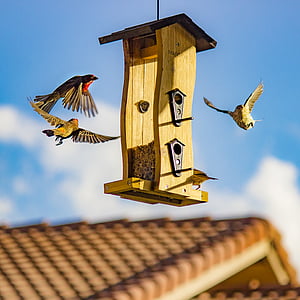 architecture, maison d’oiseau, cabane d’oiseaux, oiseaux, toit, en bois