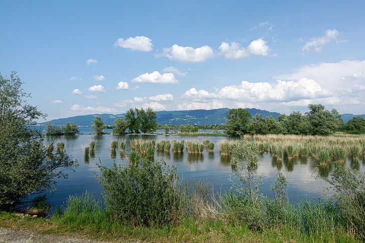Reed kialakulása, nád, víz, tükrözés, a táj Bodeni-tó partján, vizek, tó