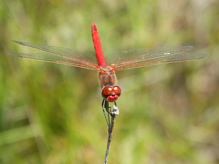 dragonfly, erythraea crocothemis, red dragonfly, branch, winged insect