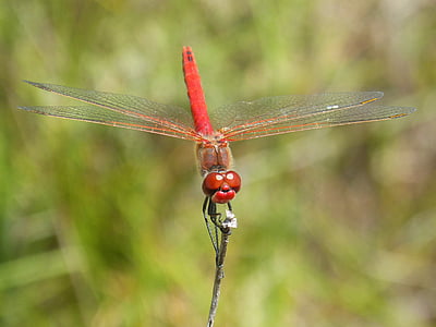 Dragonfly, Erythraea crocothemis, Rode waterjuffer, tak, gevleugelde insecten
