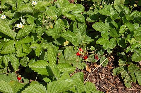 wild strawberries, garden, plant, strawberry