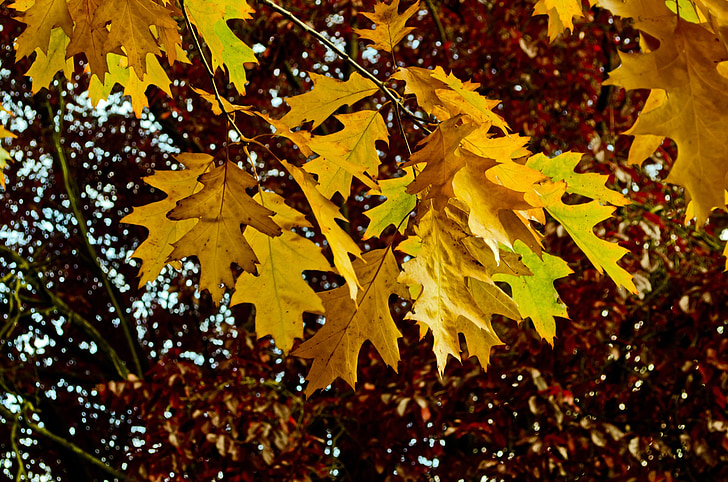 musim gugur, musim, daun, warna, latar belakang, kolase, alam