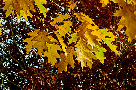 jeseni, sezona, listi, barva, ozadje, kolaž, narave
