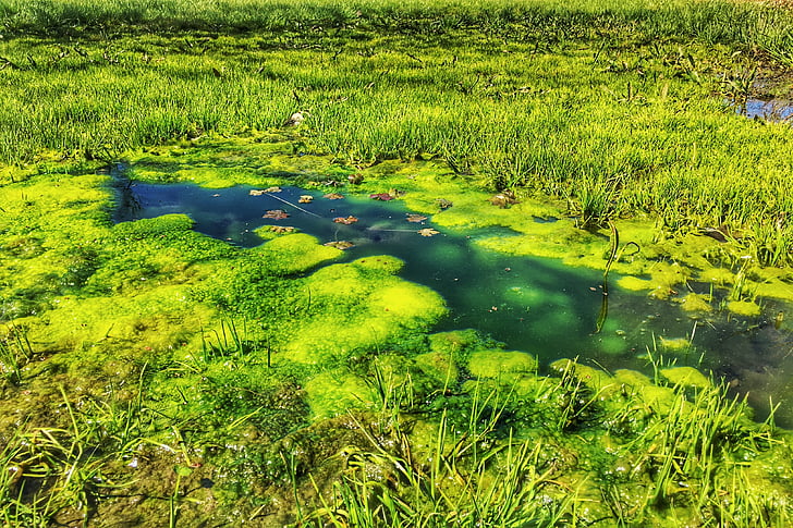 swamp, water, pond, green, nature, outdoors, grass