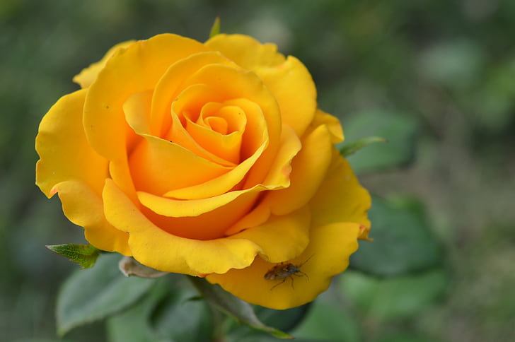 rose, yellow, flower, floral, nature, plant, love