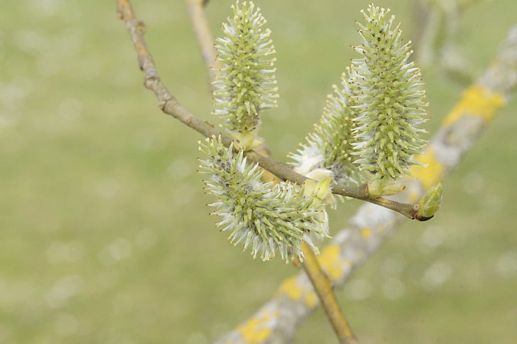 Baum, sprießen, Knock-out, April, Triebe, Knospe, Frühling