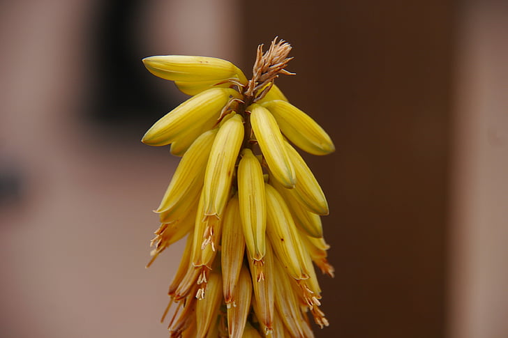 kwiat aloesu, Aloe vera, Natura, roślina, kwiat, aloes, żółty