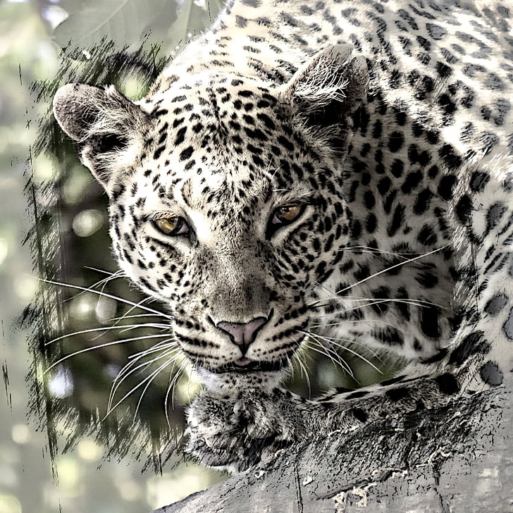 leopardo, grande gatto, Africa, Safari, mammifero, vita selvaggia, animale