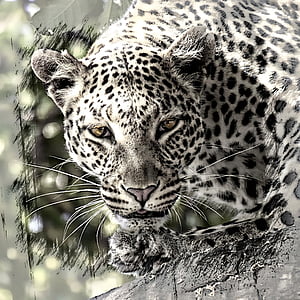 Leopard, wielki kot, Afryka, Safari, ssak, dzikie życie, zwierząt
