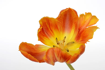 tulipány, květiny, listy, jaro, Zavřít, Příroda, jarní květiny
