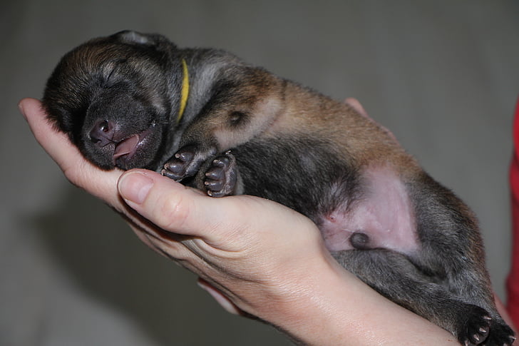 Eurasier filhote, cão, foto animal, sono, bonito, na mão, pequeno