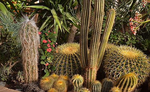 cactus, cacti, garden, desert, botany, nature, botanical