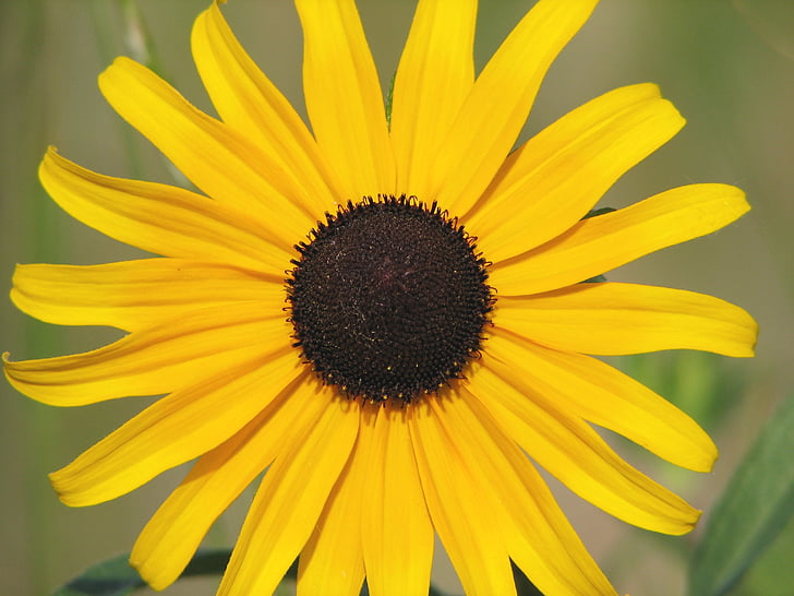 жовтий, квітка, Соняшник, коричневий, очі, Wildflower