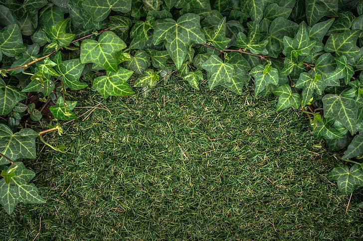 ivy, plants, grass, nature, abstract, green, leaf
