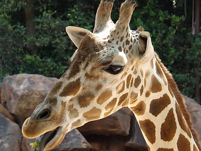 girafa, zoològic, salvatge, vida silvestre, animal, natura, mamífer