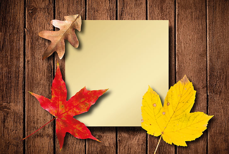 Осінь, листя, барвистий, друзі по переписці, колір восени, золота осінь, Кленовий лист