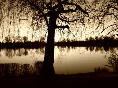 tree, pasture, lake, shadow, abendstimmung, nature, reflection
