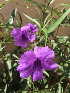 Mexico petunia, Ruellia, Hoa, Sân vườn