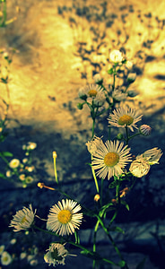 daisies, flowers, vintage, daisy, spring, nature, floral