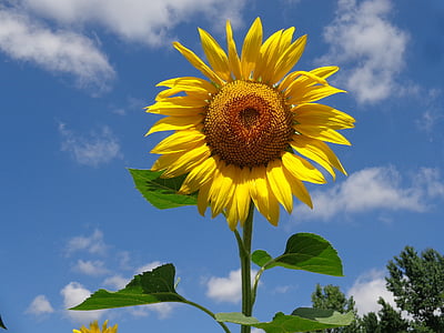 sunflower, flower, summer