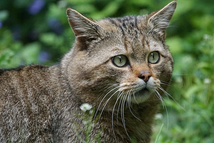 дива котка, горска котка, Хищникът, Европейската, защитени, Felis silvestris, дива природа фотография