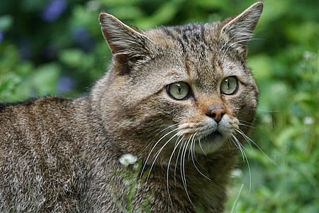 gato selvagem, gato da floresta, predador, Europeu, protegido, Felis silvestris, fotografia da vida selvagem