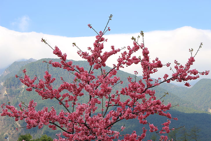 cangshan, floare de cires, primavara, plante, natura, copac, floare