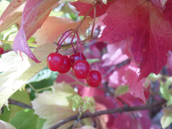 Kalina, Berry, rastlín, červená, listy, svetlé, detailné