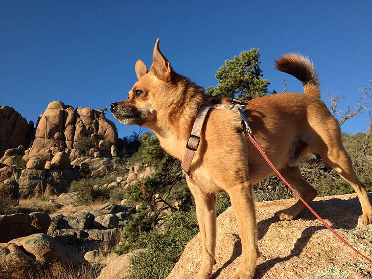duke, dog, hiking, climbing, mountain