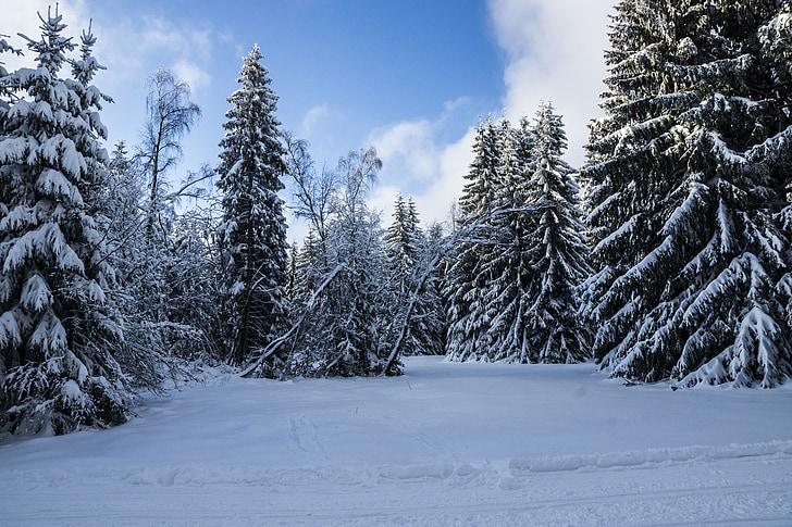 冬, ドイツ テューリンゲン州, フォレスト, 雪, 雪の風景, 木, 冷