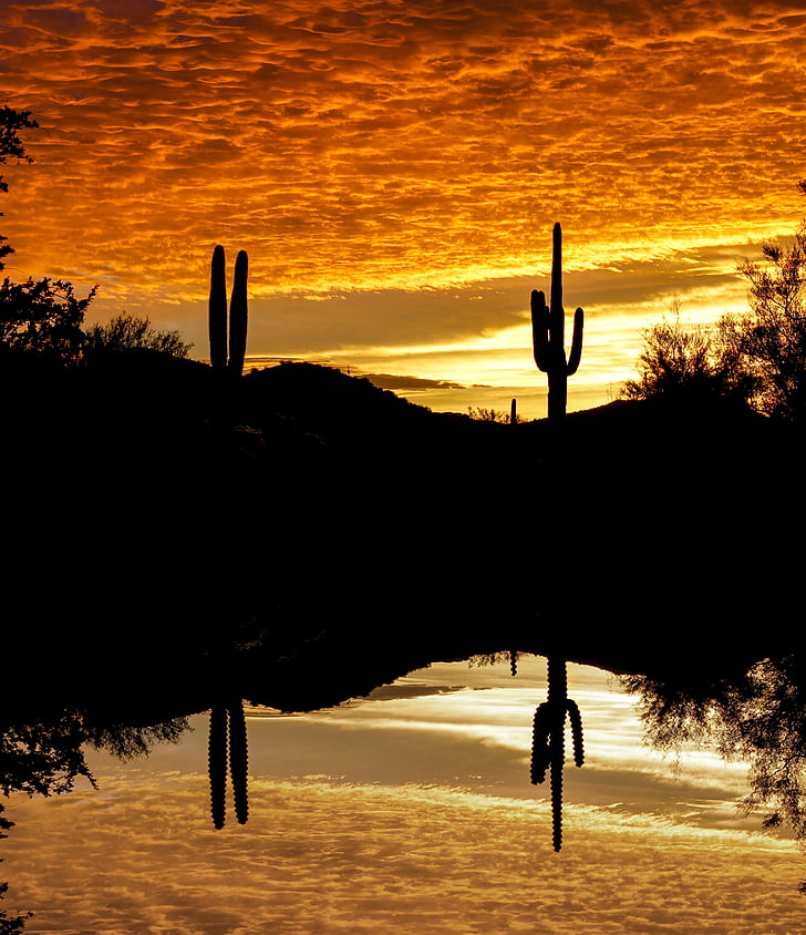 cactus, sunset, sky, reflection, silhouette