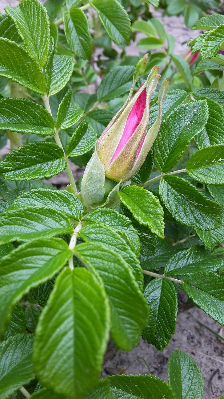 Rosa Mosqueta, brot, flor, a l'exterior