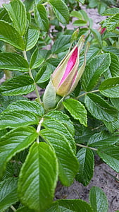 rose hip, bud, flower, outdoors