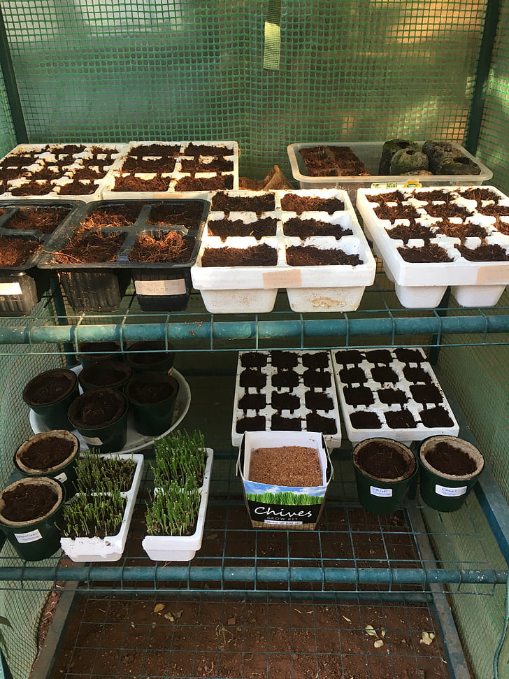 greenhouse, planters, seedlings, growing, gardening, garden
