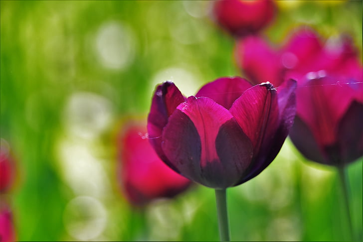 Tulip, blomster og planter, plante, liv, lilla, Desktop billede, natur