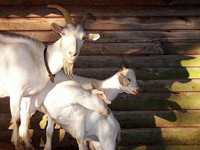 kozy, Billy goat, zvieratá, svet zvierat, hospodárskych zvierat, domáce kozie, prima donna