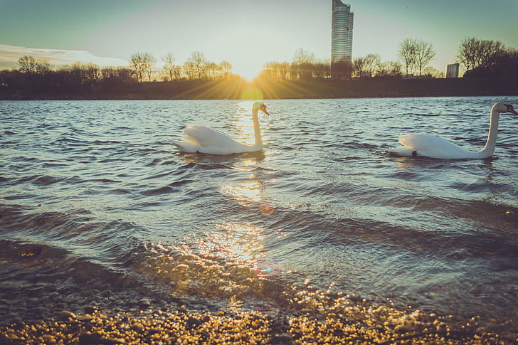 två, Swan, Seashore, solnedgång, vatten, dammen, svanar