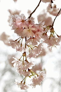 cherry blossom time, kirch blossoms, spring, flowers, nature, back light, blossom