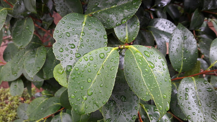τα φύλλα, Περίληψη, πράσινο, υγρά μαντηλάκια, ντους, φθινοπωρινή βροχή, το καλοκαίρι