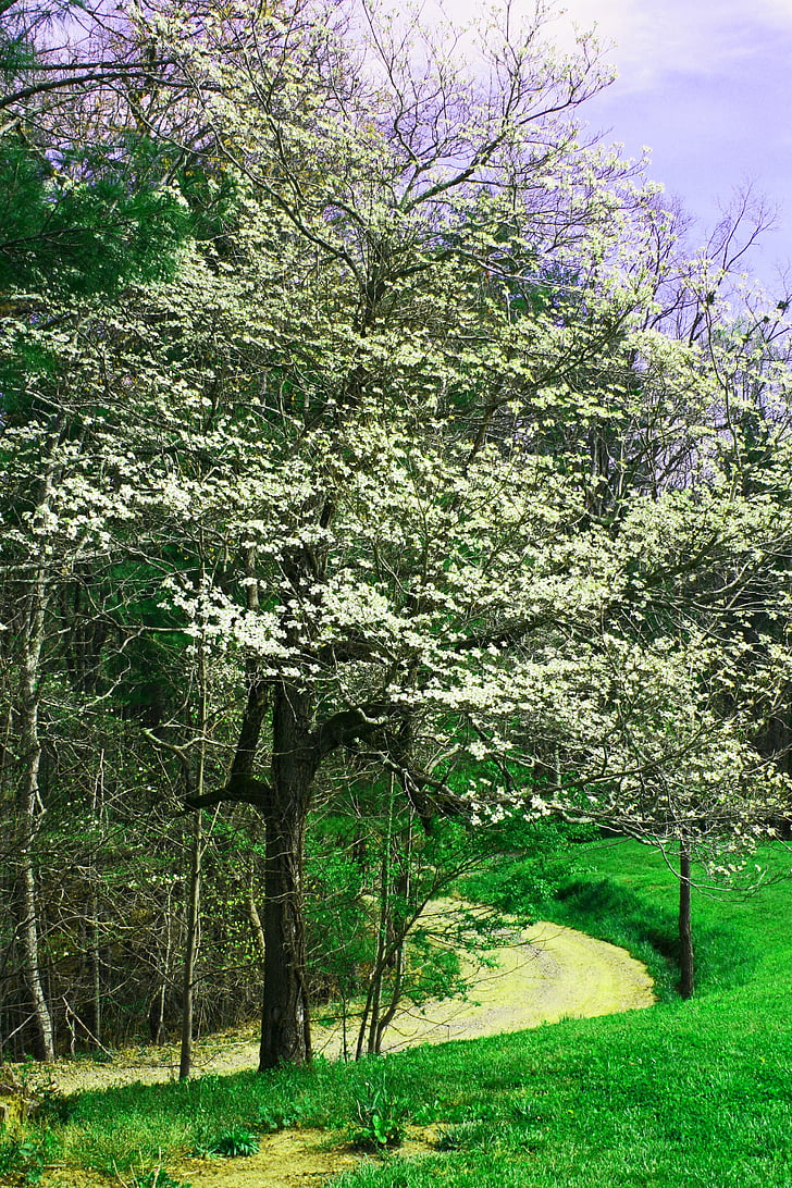 kontpuu, lilled, puud, kevadel, valge, õis, õitsemise